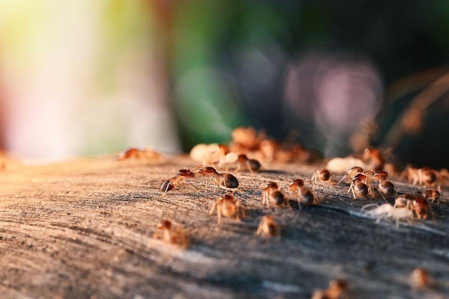 When is termite treatment necessary in Albuquerque NM - Pest Defense Solutions