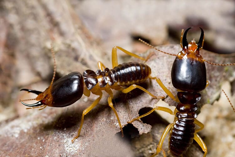 How do termites spread in Albuquerque NM - Pest Defense Solutions
