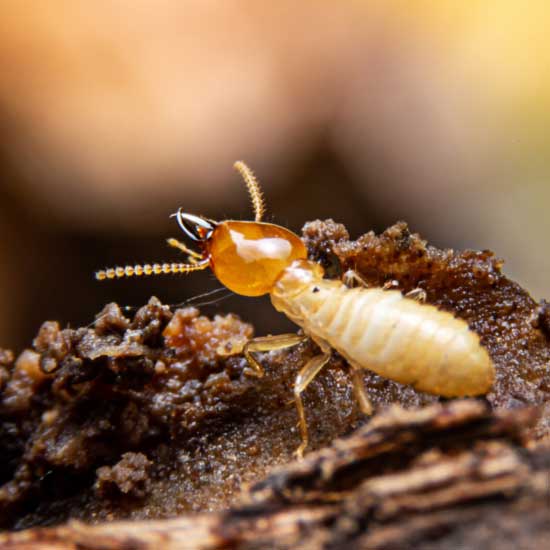 Termite identification in Albuquerque NM - Pest Defense Solutions