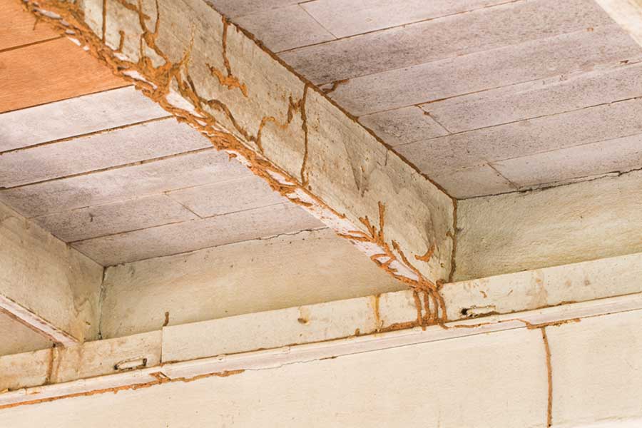 What does termite damage look like in in Albuquerque NM - Pest Defense Solutions