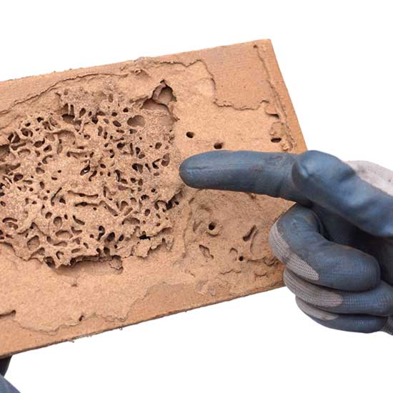 Termite damage in Albuquerque NM - Pest Defense Solutions