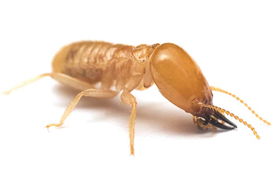 What does a termite look like in Albuquerque NM - Pest Defense Solutions