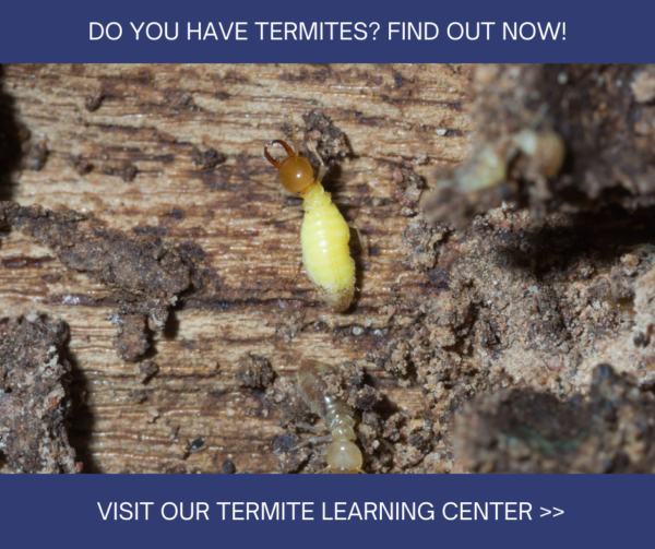Termite Learning Center in New Mexico - Pest Defense Solutions