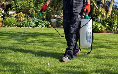 Technician servicing a lawn in Albuquerque - Pest Defense Solutions