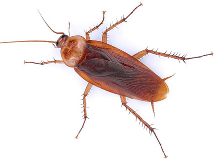 Roach vs water bug in Albuquerque NM - Pest Defense Solutions