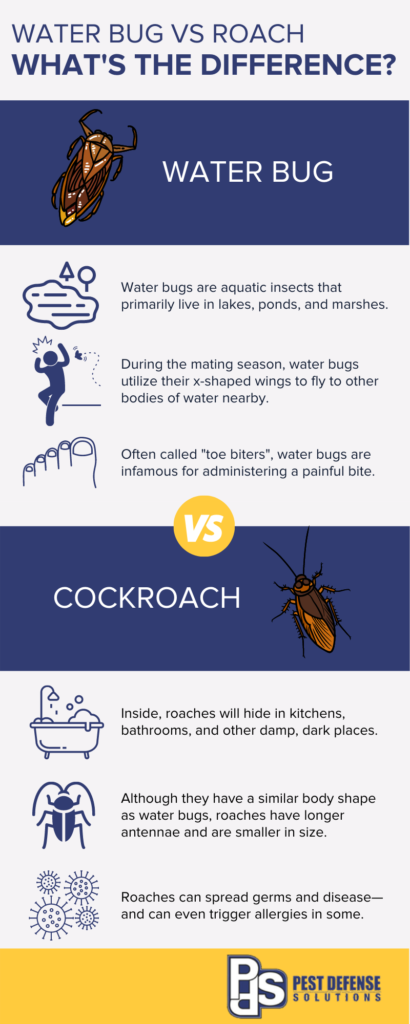 Water bug vs cockroach infographic in Albuquerque NM - Pest Defense Solutions