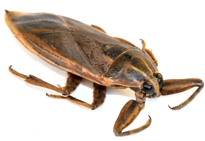 Water bug identification in Albuquerque NM - Pest Defense Solutions