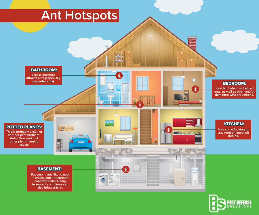 Ant hotspots in Albuquerque NM homes - Pest Defense Solutions
