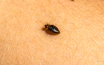 Bed bugs spread quickly in Albuquerque NM - Pest Defense Solutions