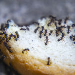 Why Do I Suddenly Have Ants in my Albuquerque home? Pest Defense Solutions