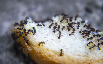 Why Do I Suddenly Have Ants in my Albuquerque home? Pest Defense Solutions