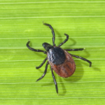 Tips for preventing ticks in Albuquerque NM - Pest Defense Solutions