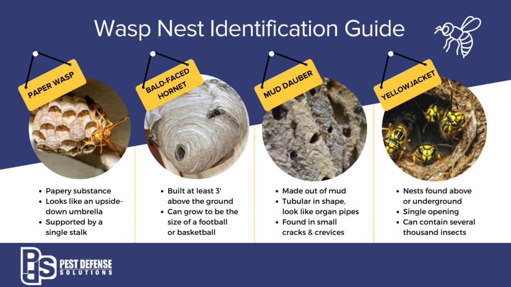 Wasp nest identification in Albuquerque NM - Pest Defense Solutions