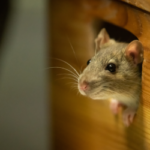 Rat in Albuquerque NM home - Pest Defense Solutions