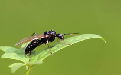 A carpenter ant found in Albuquerque NM - Pest Defense Solutions