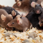 Litter of mice in Albuquerque home - Pest Defense Solutions