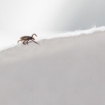 Tick in the winter in Albuquerque NM - Pest Defense Solutions