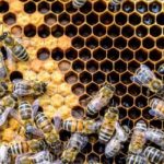 Honey bees in Albuquerque NM - Pest Defense Solutions