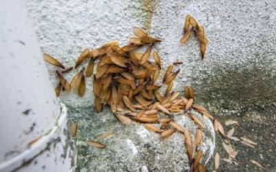 Flying termites found in Albuquerque NM - Pest Defense Solutions