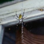 Finding spiders in Albuquerque NM - Pest Defense Solutions
