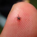 A tick found in Albuquerque NM - Pest Defense Solutions