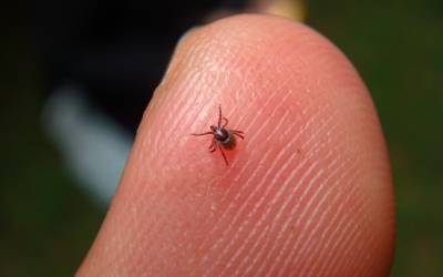 A tick found in Albuquerque NM - Pest Defense Solutions