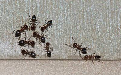 Ants in a bathroom in Albuquerque NM - Pest Defense Solutions