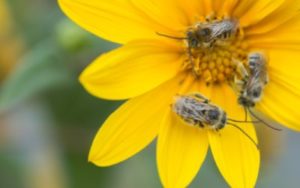 Three bees on a yellow flower