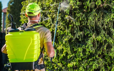 Man doing DIY pest control sprays pine tree
