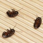 three dead roaches on the floor of a home