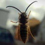a wasp on a car window wants to get inside