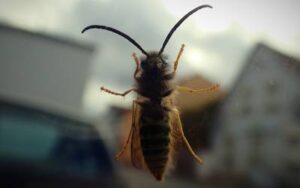 a wasp on a car window wants to get inside