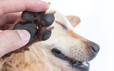 dog in pain from ticks in feet - how can you protect your dog?