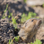 A gopher in yard in Albuquerque | Pest Defense Solutions