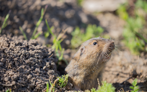 A gopher in yard in Albuquerque | Pest Defense Solutions