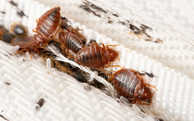 Bed bug in hotel bed in Albuquerque | Pest Defense Solutions