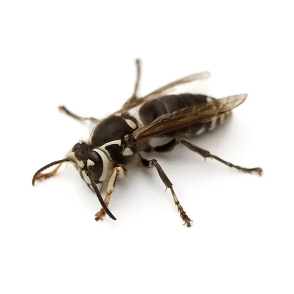 Baldfaced Hornet on a white background - Keep pests away from your home with Pest Defense Solutions in Albuquerque, NM