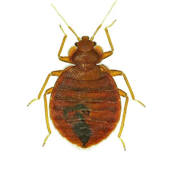 Bed Bug on a white background - Keep pests away from your home with Pest Defense Solutions in Albuquerque, NM