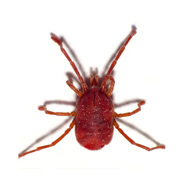 Bird mite on a white background - Keep pests away from your home with Pest Defense Solutions in Albuquerque, NM