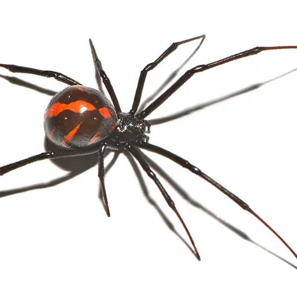 Black widow on a white background - Keep pests away from your home with Pest Defense Solutions in Albuquerque, NM