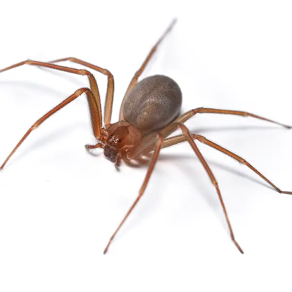 Brown Recluse on a white background - Keep pests away from your home with Pest Defense Solutions in Albuquerque, NM
