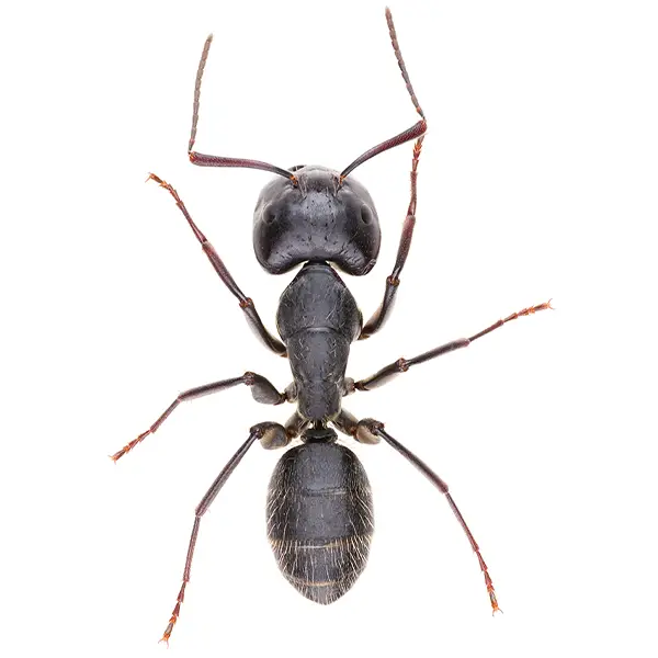 Carpenter ant on a white background - Keep pests away from your home with Pest Defense Solutions in Albuquerque, NM