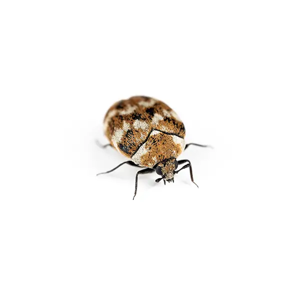 Carpet Beetle on a white background - Keep pests away from your home with Pest Defense Solutions in Albuquerque, NM