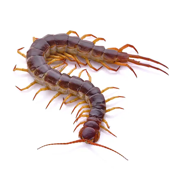 Centipede on a white background - Keep pests away from your home with Pest Defense Solutions in Albuquerque, NM
