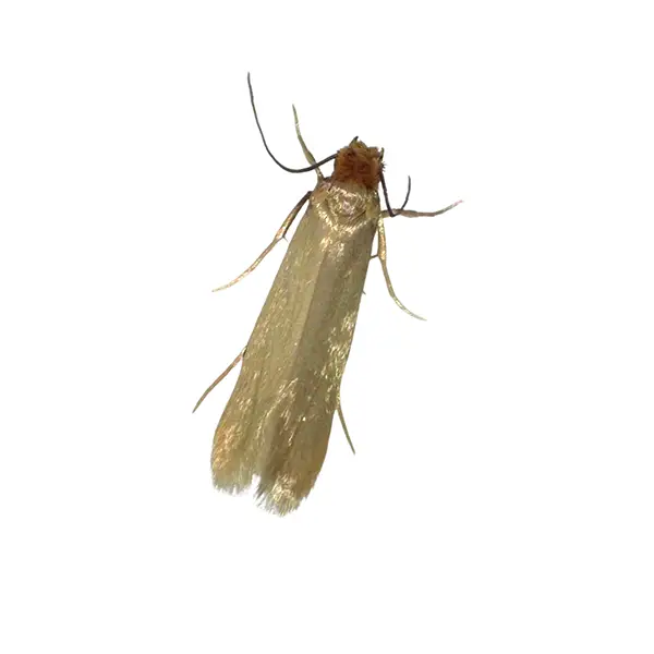 Clothes moth on a white background - Keep pests away from your home with Pest Defense Solutions in Albuquerque, NM