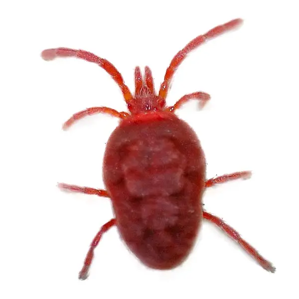 Clover mite on a white background - Keep pests away from your home with Pest Defense Solutions in Albuquerque, NM