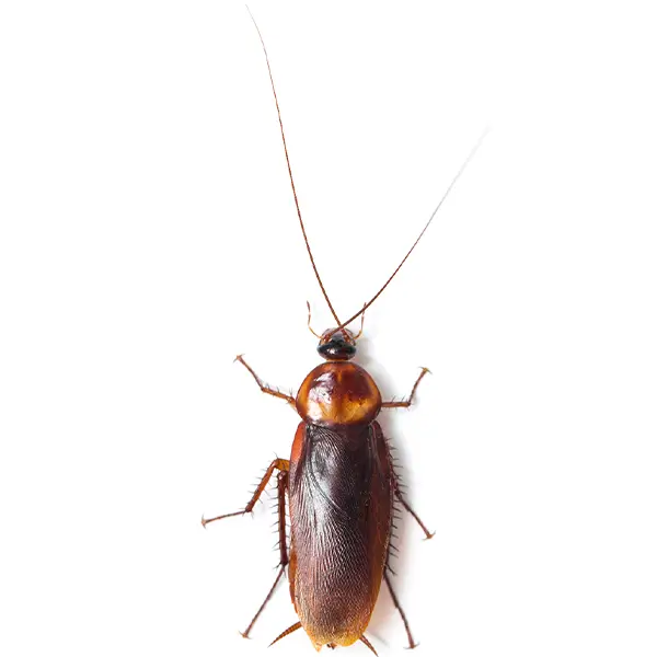 Cockroach on a white background - Keep pests away from your home with Pest Defense Solutions in Albuquerque, NM