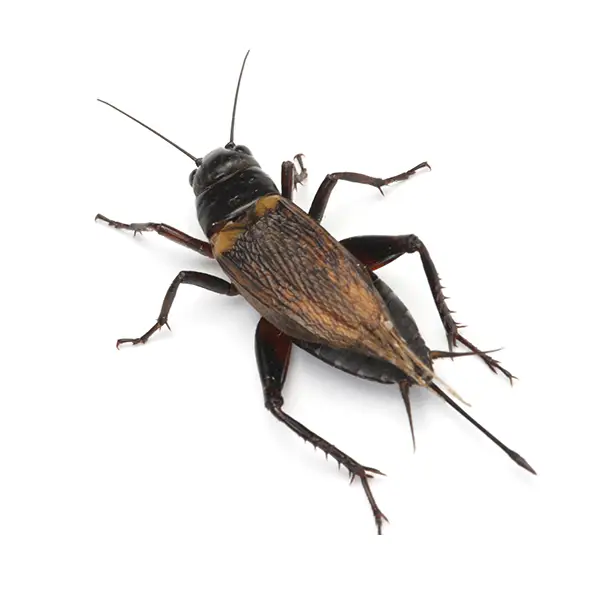 Cricket on a white background - Keep pests away from your home with Pest Defense Solutions in Albuquerque, NM