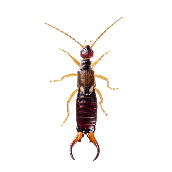 Earwig on a white background - Keep pests away from your home with Pest Defense Solutions in Albuquerque, NM