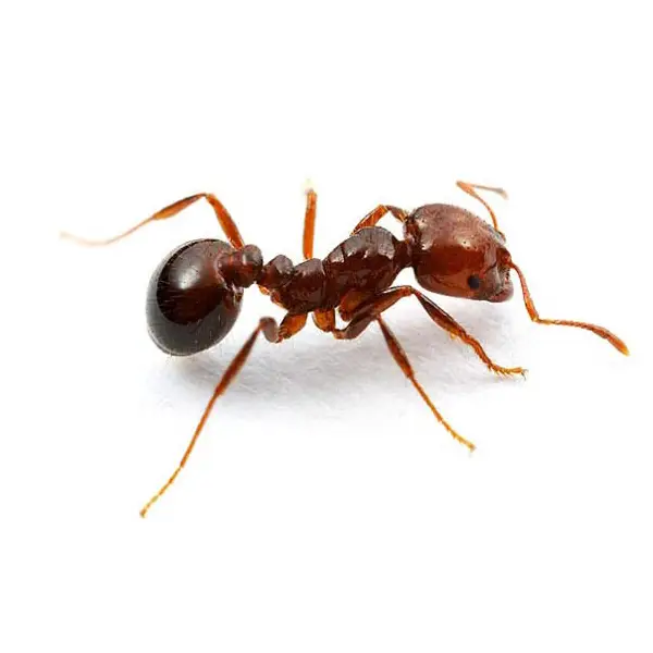 Fire ant on a white background - Keep pests away from your home with Pest Defense Solutions in Albuquerque, NM